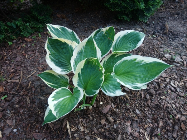 Hosta Patriot