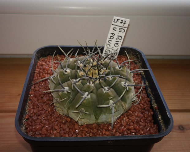 Gymnocalycium bodenbenderianum v. paucispinum LF 77