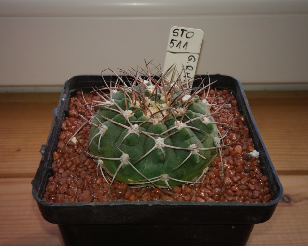 Gymnocalycium rhodantherum STO 511