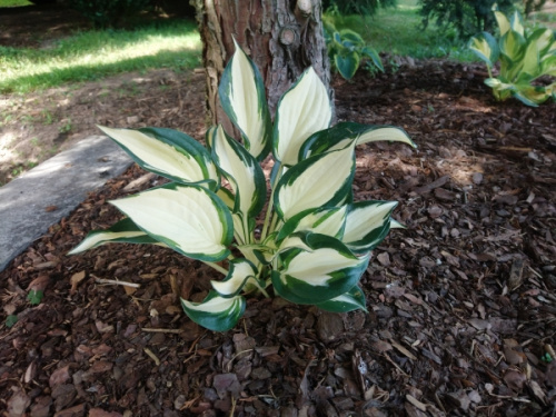 Hosta Fire And Ice