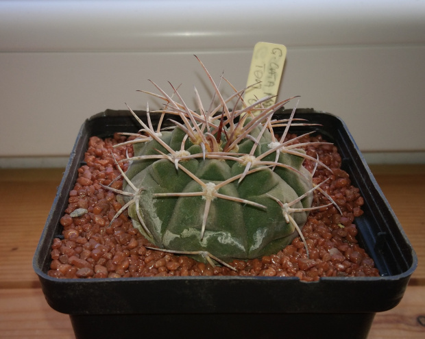 Gymnocalycium catamarcense TOM 07-293/1