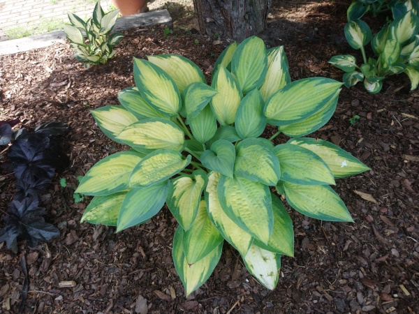 Hosta Paul's Glory