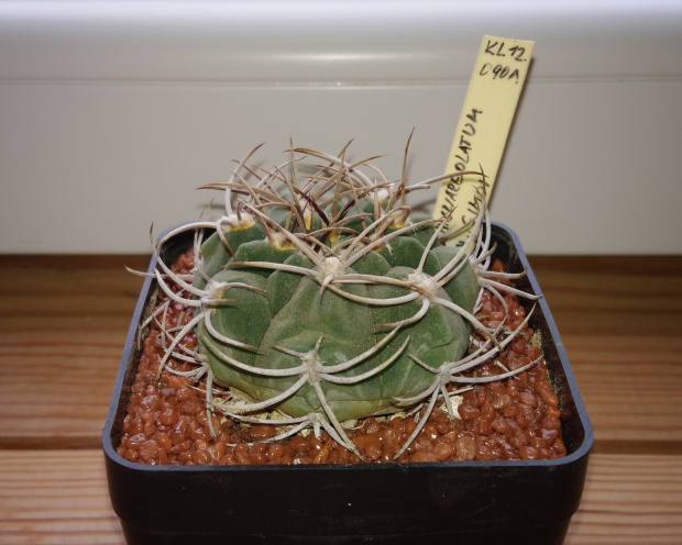 Gymnocalycium nigriareolatum v. simoi KL120/90A