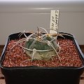 Gymnocalycium cardenasianum ssp. armatum KP 100