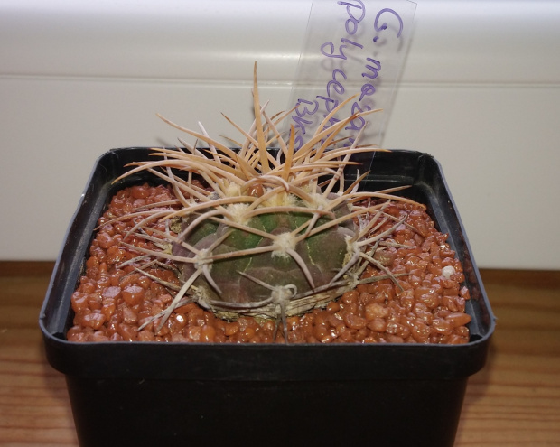 Gymnocalycium hossei (mazanense v. polycephalum) BKS 93/45/1