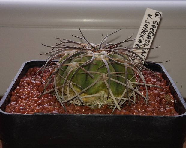 Gymnocalycium spegazzinii ssp. sarkae JN 99