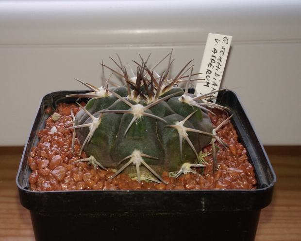 Gymnocalycium schmidianum v. asperum TOM 09-528/1