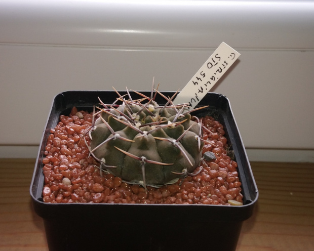 Gymnocalycium striglianum STO 544