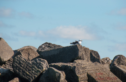 Kolonia Fok(Seehundebänke) przy Helgoland -ptaki rowniez tam mieszkaja.. #helgoland #morze #wyspy #foki #zwierzeta #seehunde
