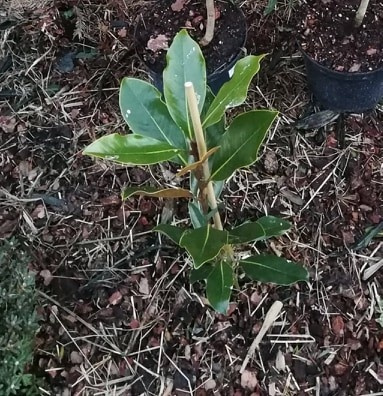 magnoliagrandiflora