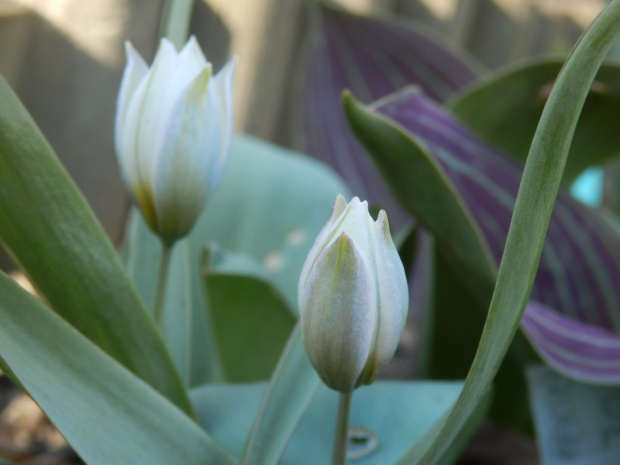 tulipa polychroma