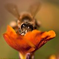 a te fruwaja bez ograniczen..:) #pszczoly #kwiaty #ogrody