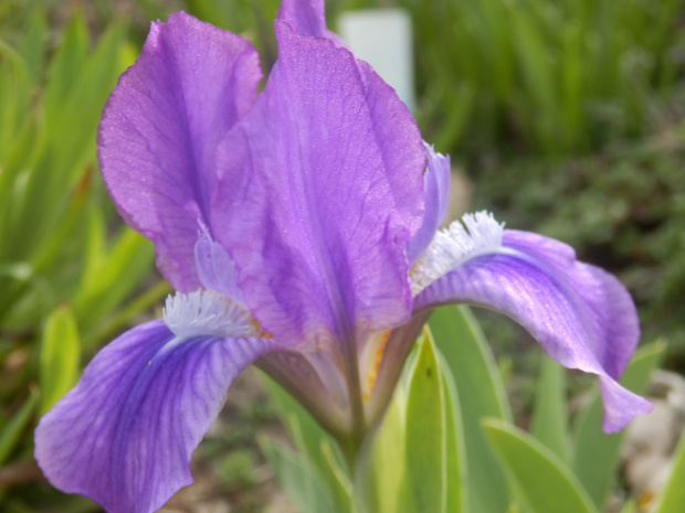 iris mdb