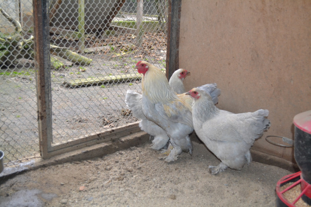 brahma miniaturowa izabela ( zwerg brahma isabell)