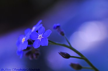 Niezapominajkiwiernie powracaja co roku.. #niezapominajki #kwiaty #ogrody #macro