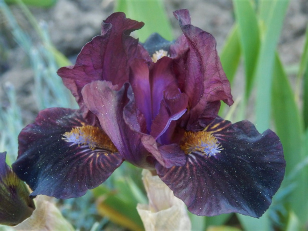 iris rubitano