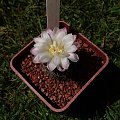 Gymnocalycium andreae v. carolinense GN 90-273/878