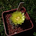 Gymnocalycium andreae P 213