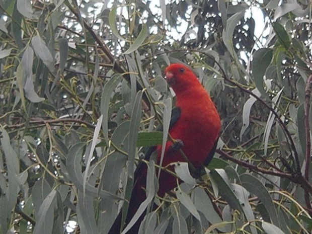 dw King parrot - Australia, 2004 r - Zdjęcie zrobiła Jolanta Działecka