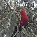 dw King parrot - Australia, 2004 r - Zdjęcie zrobiła Jolanta Działecka