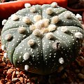 Astrophytum asterias