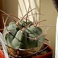 Gymnocalycium catamarense ST0-132