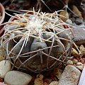 Gymnocalycium spegazzinii