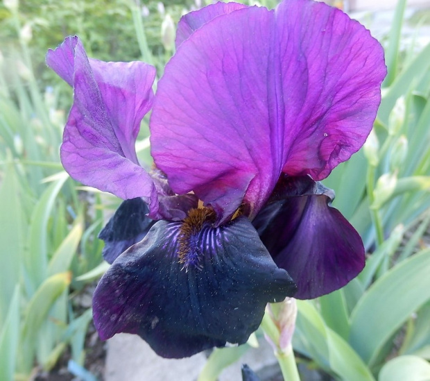 iris black nitie