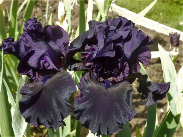 iris czarna madonna