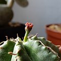 Euphorbia ssp.