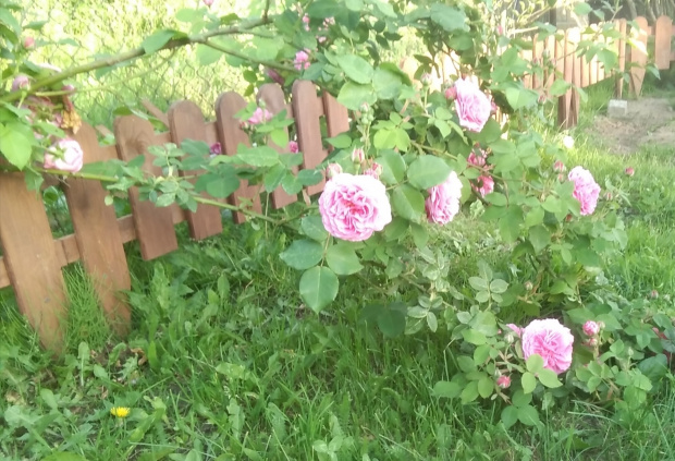 Letnie róże ogrodowe
