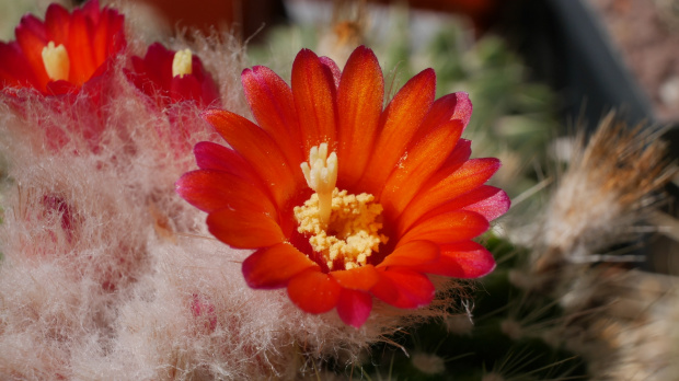 Parodia chrysacanthion cv. "Rubra Orange Flame"