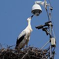 20.07.2020, 13:05 Młode bociany rozpoznane na podstawie numerów obrączek. Najstarszy - Gronik