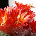 Parodia chrysacanthion cv. "Rubra Orange Flame"