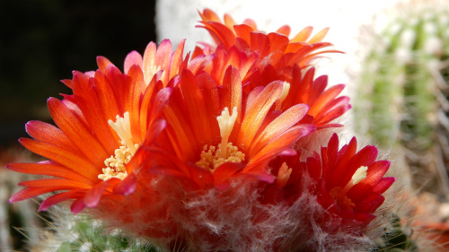 Parodia chrysacanthion cv. "Rubra Orange Flame"