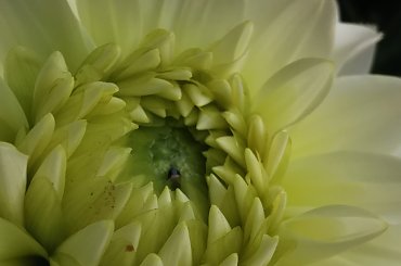 #kawiaty #natura #macro #macrophotography #flowers #nature