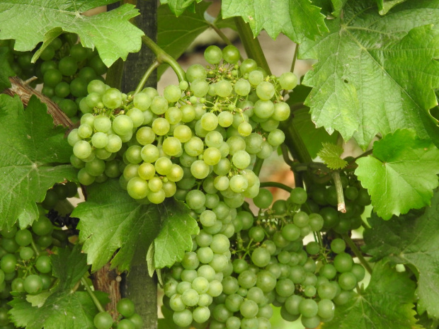 Sauvignon Kretos