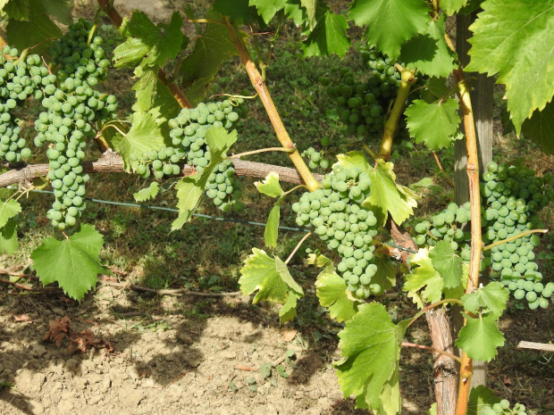 Sauvignon Kretos grona