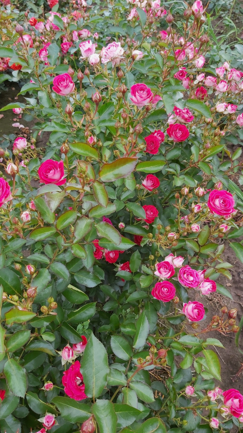 Rabatowa Biało-Różowa