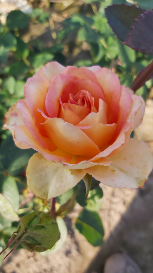 Wielkokwiatowa Miedziano-Różowa