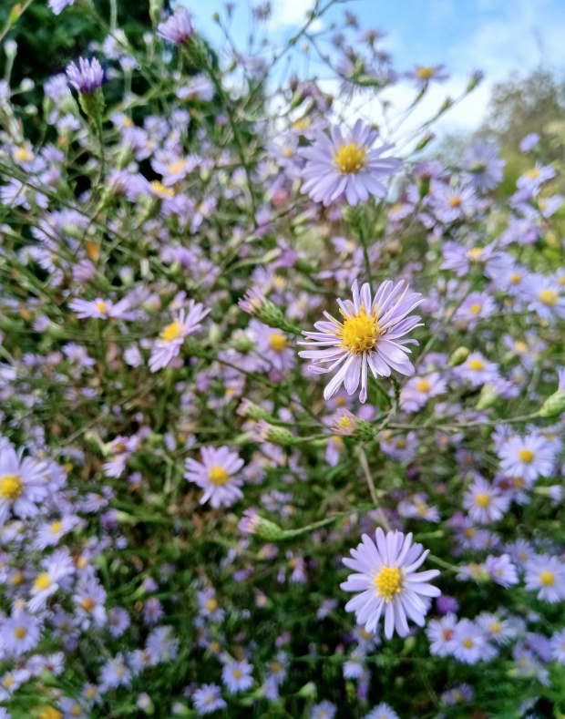 aster laevis