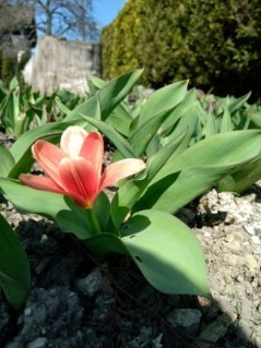 pierwszy tulipan