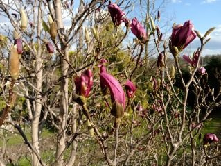 magnolia