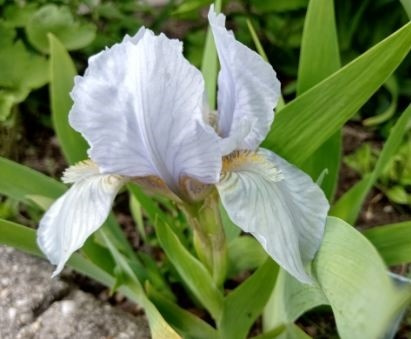 iris blue denim