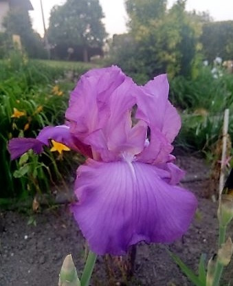 iris amethyst flame
