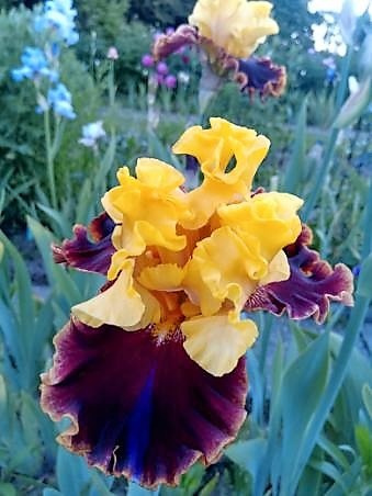 iris bordowy melonik