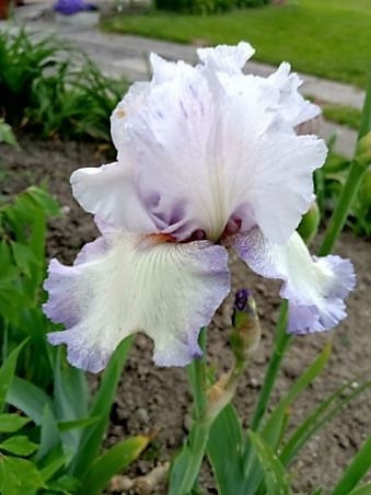 iris acoma