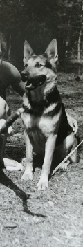 Obrazek