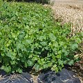 sadzonki Pannonia