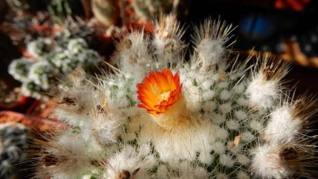 Parodia chrysacanthion cv. "Rubra Orange Flame"